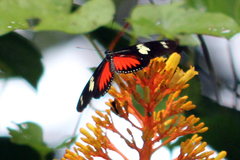 Heliconius doris viridis