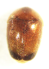 Sericoderus apicalis