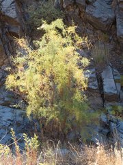 Tamarix chinensis