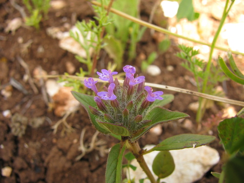 Image of Ziziphora capitata by (c) Nachman bones, some rights reserved (CC BY)