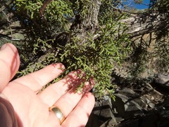 Juniperus arizonica