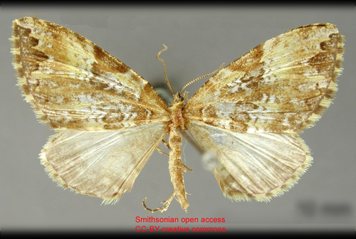 Psaliodes interrupta