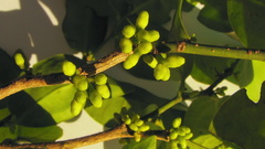 Schoepfia brasiliensis