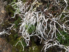 Thamnolia vermicularis vermicularis