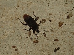 Neolethaeus assamensis