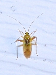 Phytocoris tibialis