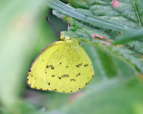 Mimosa Yellow