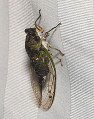 Neotibicen linnei
