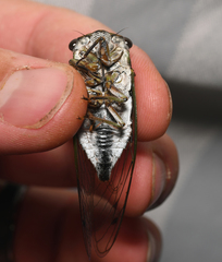 Neotibicen linnei