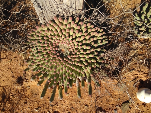 Image of Euphorbia esculenta by (c) Brian du Preez, some rights reserved (CC BY-SA)
