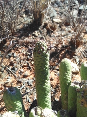 Euphorbia esculenta