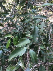 Salacia leptoclada