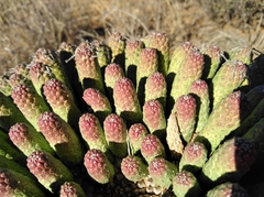 Euphorbia esculenta