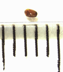 Sericoderus apicalis