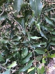 Salacia leptoclada