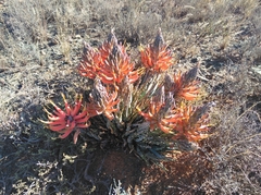 Aloe longistyla