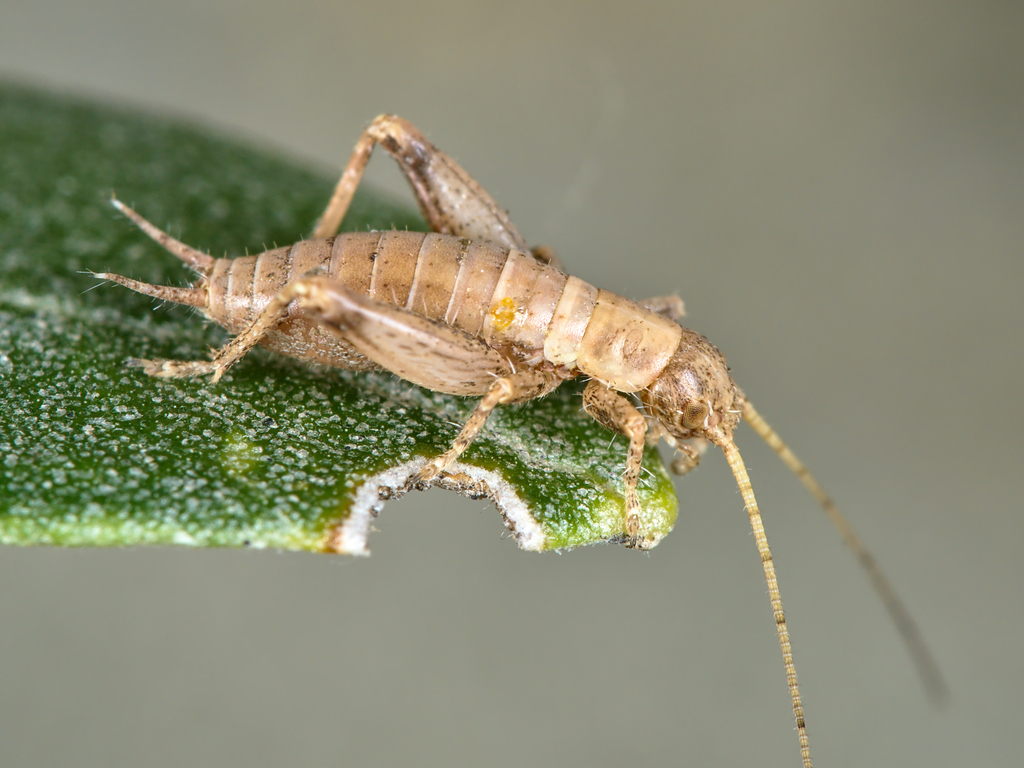 Hairy Scale-cricket
