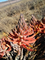 Aloe longistyla