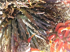 Aloe longistyla