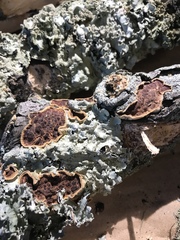 Scytinostroma artocreas