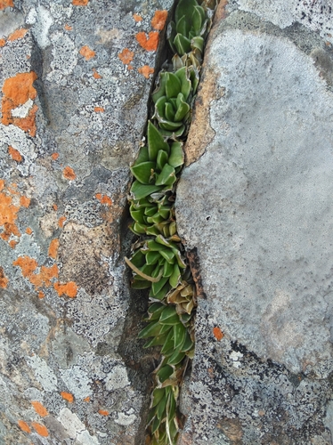 Image of Haworthia zantneriana by (c) Brian du Preez, some rights reserved (CC BY-SA)