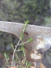 Aspalathus subtingens