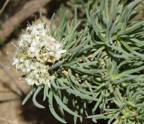 Photo of Gypsophila struthium Loefl.