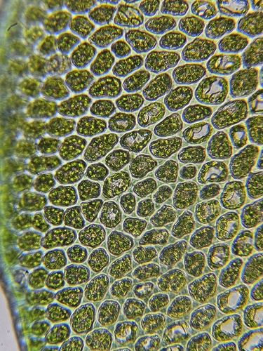 Image of Marsupella emarginata by (c) Helen Waterman, some rights reserved (CC BY)