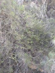 Aspalathus subtingens