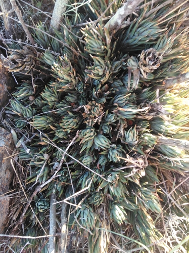 Haworthiopsis glauca
