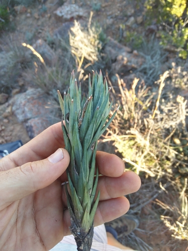 Image of Haworthiopsis glauca by (c) Brian du Preez, some rights reserved (CC BY-SA)