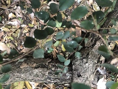 Synaptolepis oliveriana