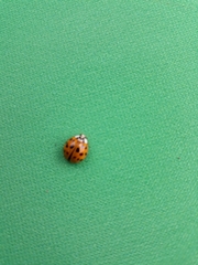Harmonia axyridis