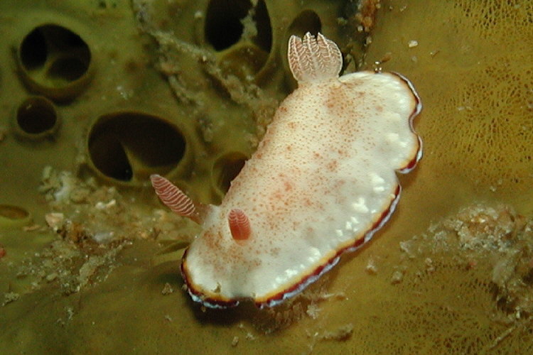 Precious Nudibranch