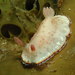 Precious Nudibranch - Photo (c) Erwin Koehler, some rights reserved (CC BY-NC), uploaded by Erwin Koehler