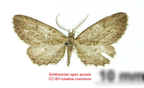 Idialcis mexicuba