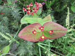 Hypericum androsaemum