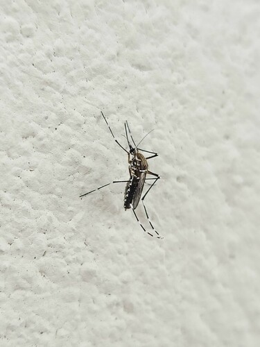 Yellow fever mosquito