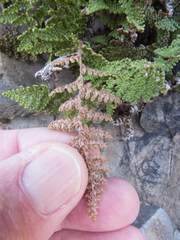 Myriopteris fendleri