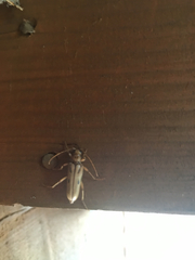 Ortholeptura valida