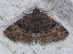 Metalectra diabolica