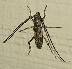 Elytrimitatrix undata