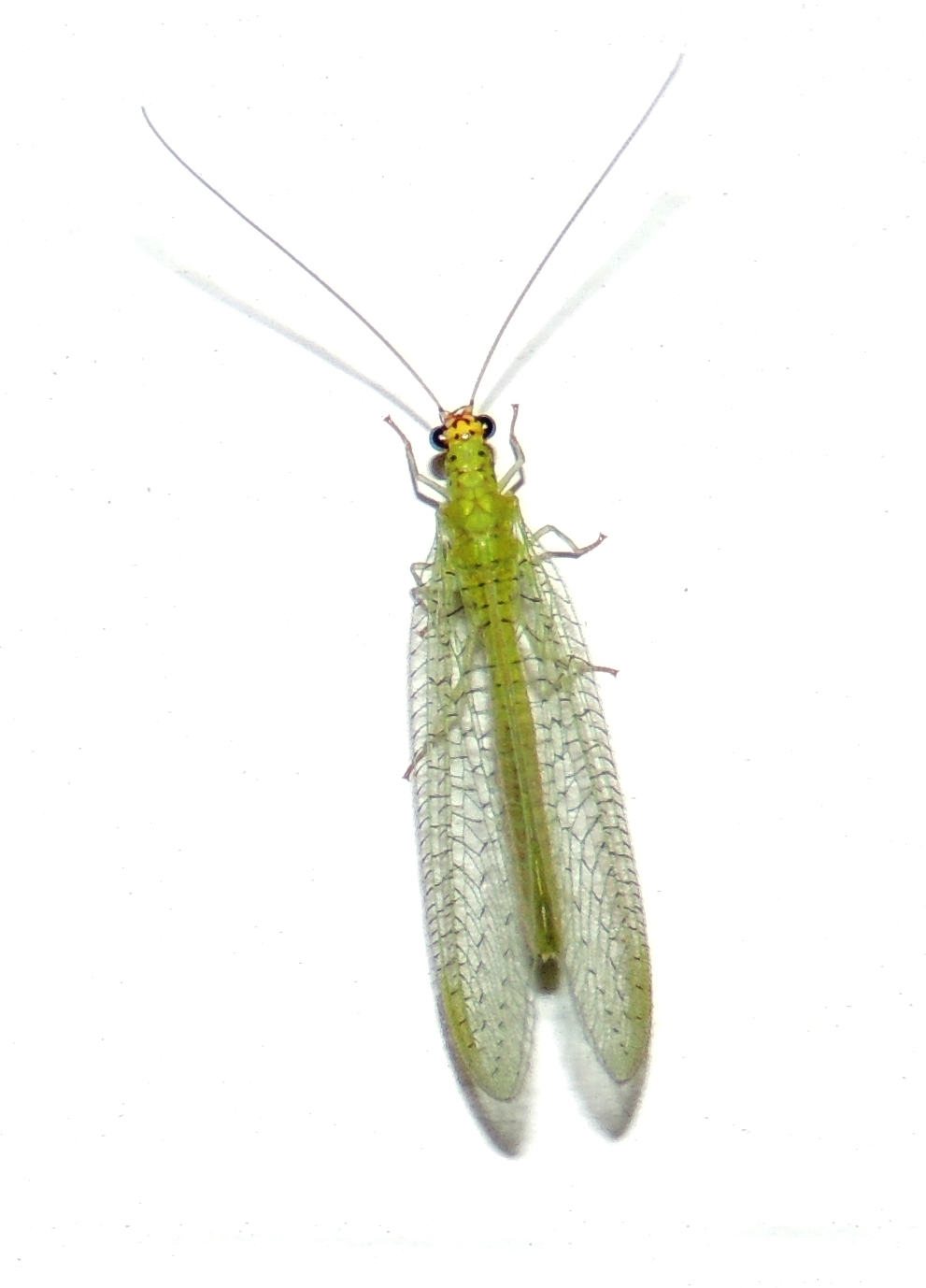 Chrysopa oculata · iNaturalist