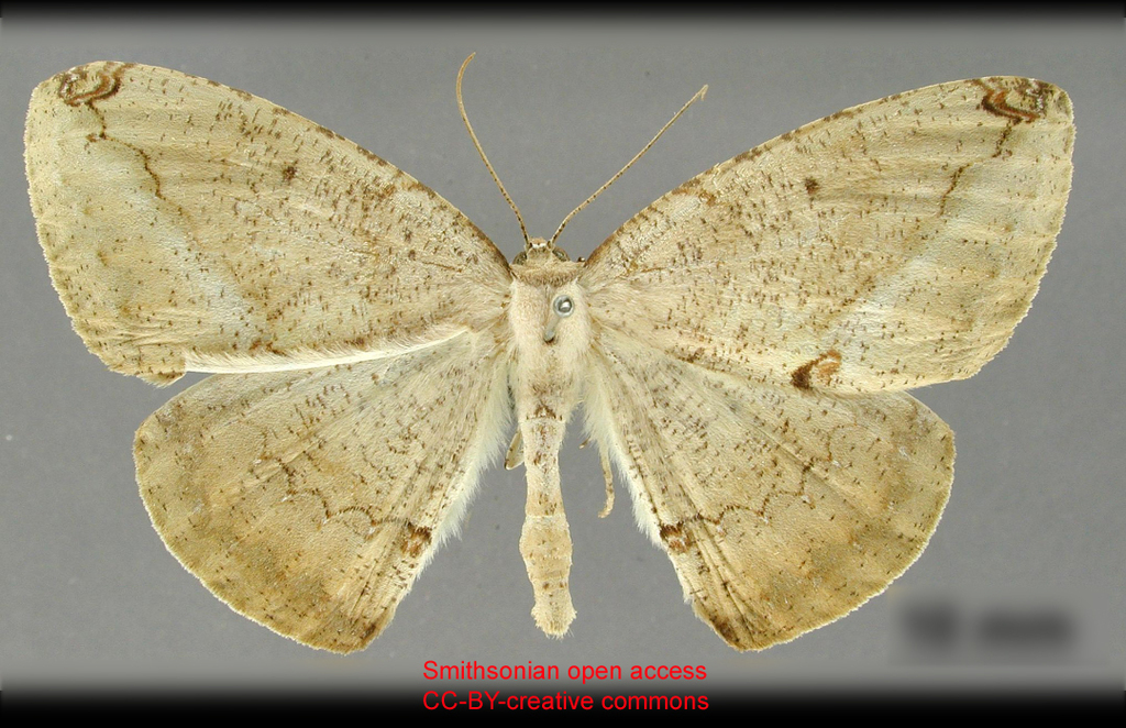 Herbita marmorata