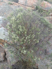 Phylica axillaris axillaris