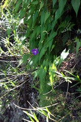 Ipomoea caudata