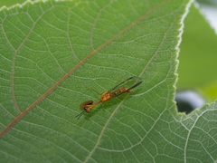 Necyla formosana