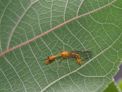 Necyla formosana