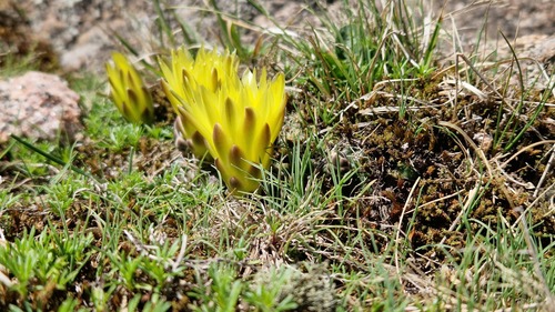 Gymnocalycium andreae