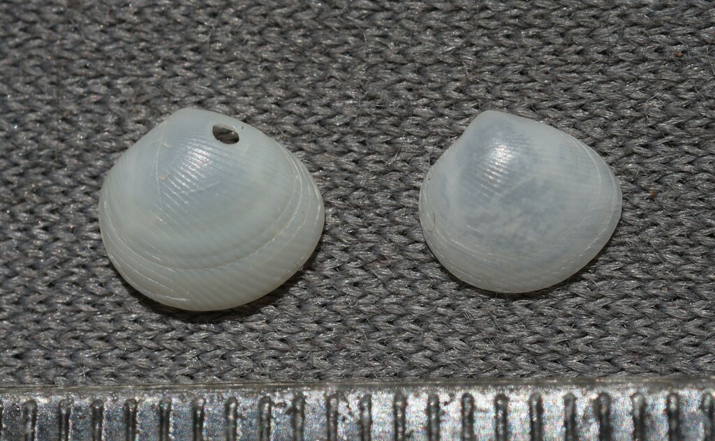 Strigilla serrata
